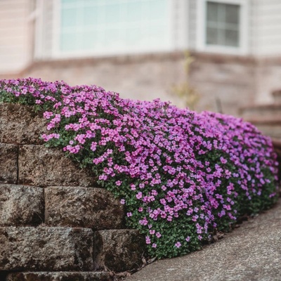 Tařička zahradní červená Leichtlinii - Aubrieta hybrida - osivo tařičky - 200 ks
