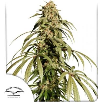 Dutch Passion Ice Cream Haze regular semena neobsahují THC 10 ks
