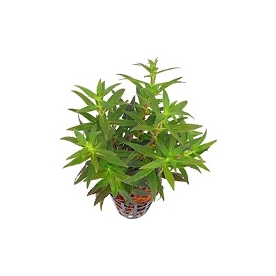 Limnophila aromatica - Bahnatka vonná