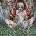 Cannibal Corpse - Worm Infested (Reissue) (LP) (0803341621237)