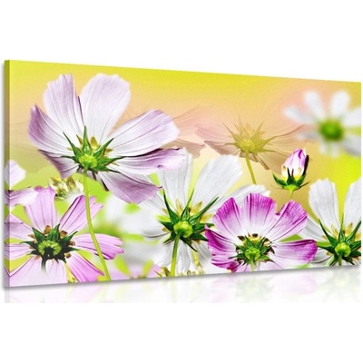 Obraz letné kvety - 60x40