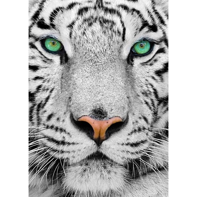 Enjoy - Puzzle White Siberian Tiger - 1 000 piese