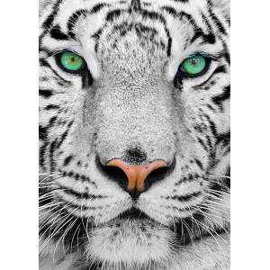 Enjoy - Puzzle White Siberian Tiger - 1 000 piese