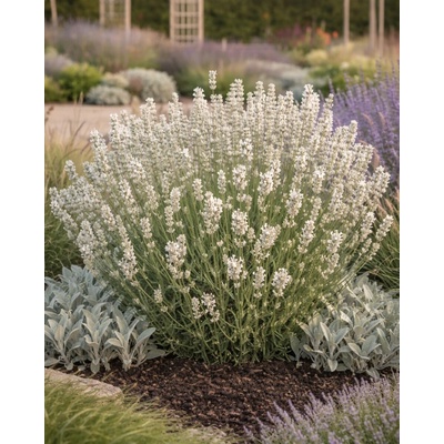 Levandule lékařská 'Alba' v květináči – Zboží Mobilmania