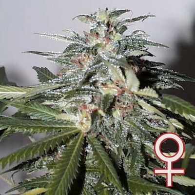 KC Brains Seeds K.C. 51 AUTO semena neobsahují THC 5 ks