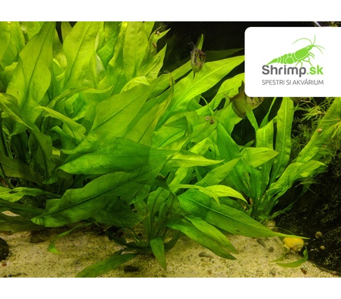 Echinodorus bleheri