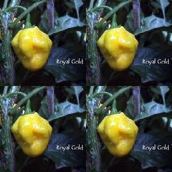 Люти Чушки - Royal Gold - 10 семена (209375)