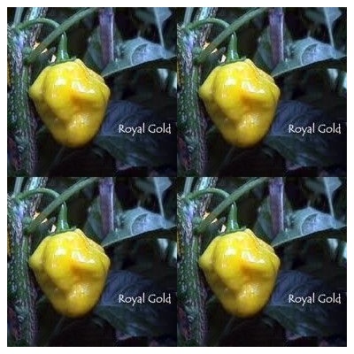 Люти Чушки - Royal Gold - 10 семена (209375)