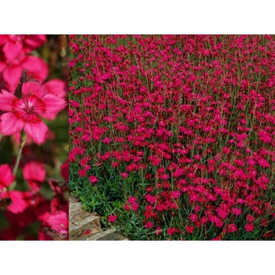 Klinček slzičkový Flashing Light- Dianthus deltoides, kont. 0,5 l