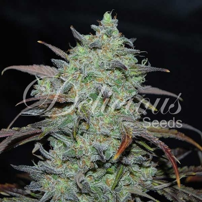 Delicious Seeds Marmalate semienka neobsahujú THC 1 ks