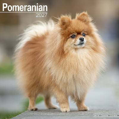 AVONSIDE Pomeranian, 30 x 30 cm 2027