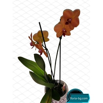Image 1 of ОРХИДЕЯ 1ЦВЕТОНОС
