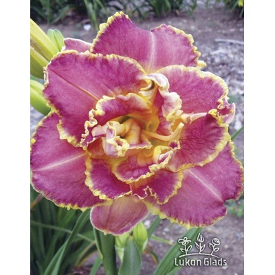 Lukon Glads Denivka UNLOCK THE STARS - hemerocallis