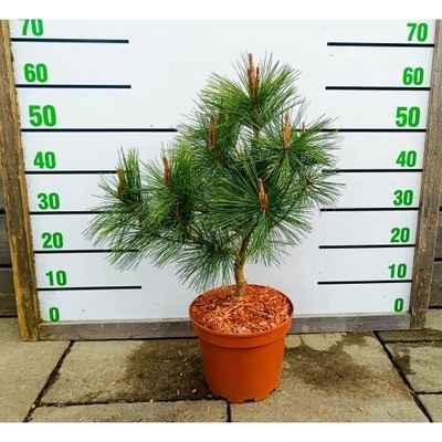 Borovica hustokvetá (Pinus densiflora) ´UMBRACULIFERA´ - výška 40-60 cm, kont. C5L