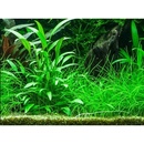 Cryptocoryne willisii