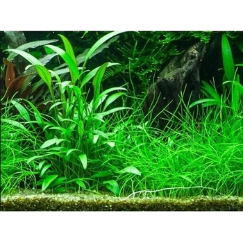 Cryptocoryne willisii
