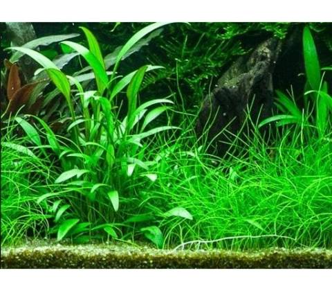 Cryptocoryne willisii