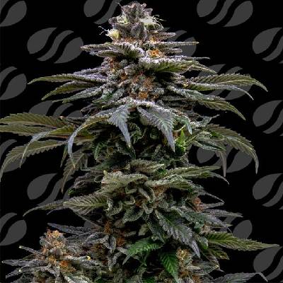 Original Sensible Seeds Purple Overload semena neobsahují THC 3 ks