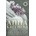 Anna Karenina