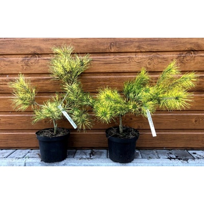 Borovica hustokvetá (Pinus densiflora ´Golden Ghost´) veľkosť 50-70cm