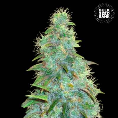 Bulk Seed Bank AUTO Sweet Tooth semena neobsahují THC 10 ks