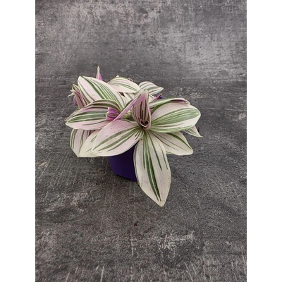 Tradescantia sweetness mini