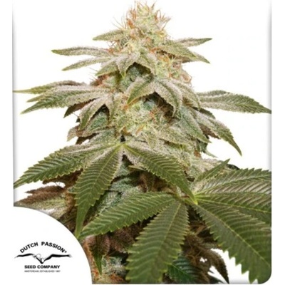 Dutch Passion Sugar Bomb Punch semena neobsahuji THC 100 ks
