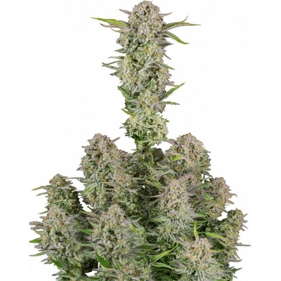 Fastbuds Bruce Banner Auto semienka neobsahujú THC 100 ks