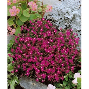 Lobelka drobná červená