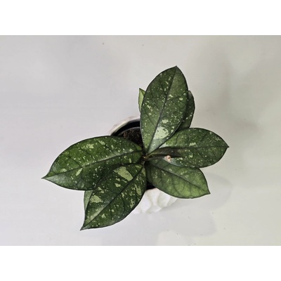 Baby Hoya Callistophylla Sabah