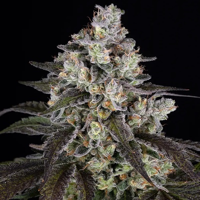 Barney´s Farm Trainwreck semienka neobsahujú THC 10 ks