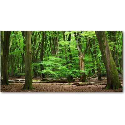 Fotoobraz na skle Holandský les 100x50 cm