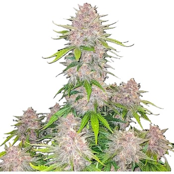Fast Buds Cherry Cola semena neobsahují THC 10 ks