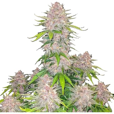 Fast Buds Cherry Cola semena neobsahují THC 10 ks