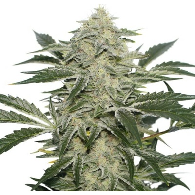 Super Sativa Seed Club Creamy Kees regular semienka neobsahujú THC 24 ks