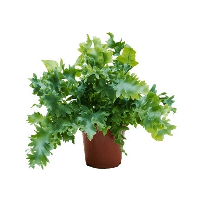 Phlebodium aureum 'Davana' 12x35 cm