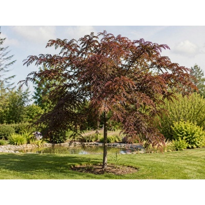 Gledíčia trojtŕňová Rubylace, výška 180-220 cm, kvetináč 10 l