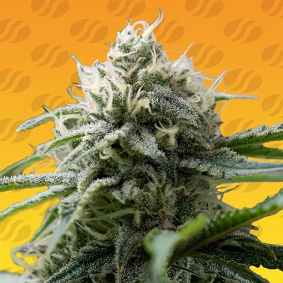 Original Sensible Seeds Gorilla Zkittlez Fast semienka neobsahujú THC 10 ks