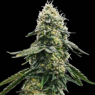 Spliff Seeds Zkittlez semena neobsahují THC 5 ks