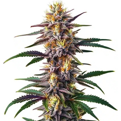 Blimburn Seeds Gelato Fast semienka neobsahujú THC 3 ks