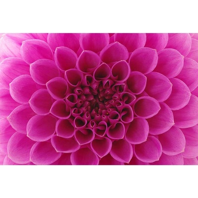 Dimex MS-5-0132 vliesová fototapeta na zeď Ružová georgína rozmery 375 x 250 cm