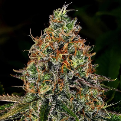 Barney's Farm Tangerine Dream AUTO semienka neobsahujú THC 3 ks