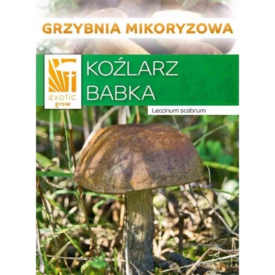 PLANTO Kozák březový ( Leccinum scabrum ) mykorhyzní mycelium PO-SM-KB