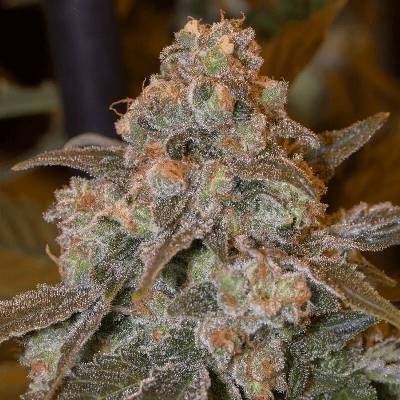 GorillaSilent Seeds Frost semienka neobsahujú THC 3 ks
