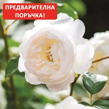 David Austin® Роза Desdemona - David Austin®