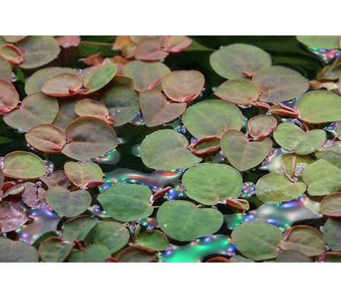 Phyllanthus fluitans