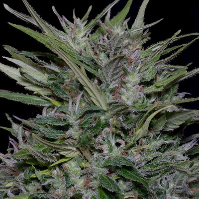Big Head Seeds Purple Punch semena neobsahují THC 10 ks