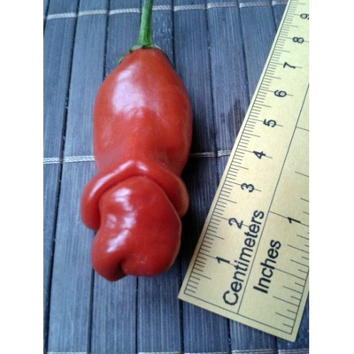 Peter Penis Red 17-CA1-3-2 (chilli semena) 1 ks