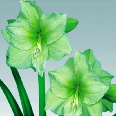 Zornica Limona - Hippeastrum - predaj cibuľovín - 1 ks