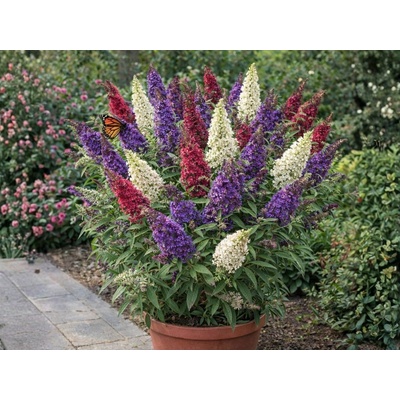 Budleja Dávidova Tricolor, výška 30-50 cm, kvetináč 19 cm